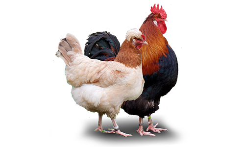 Industria Avícola | Lafimarq